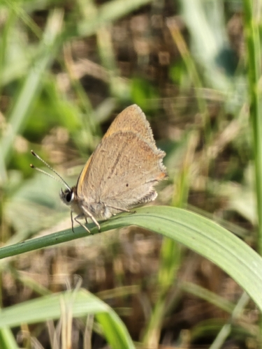 Small Copper