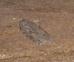 Acleris maximana