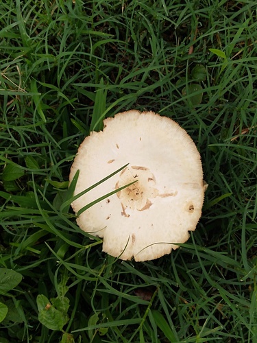 Green-spored Parasol