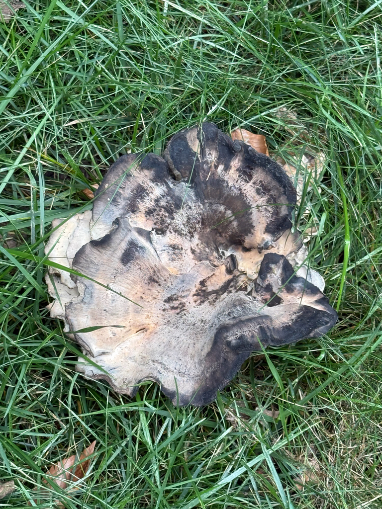Black-staining Polypore · August 2026 · photo: Photo: (c) jhannonarts, some rights reserved (CC BY) · iNaturalist