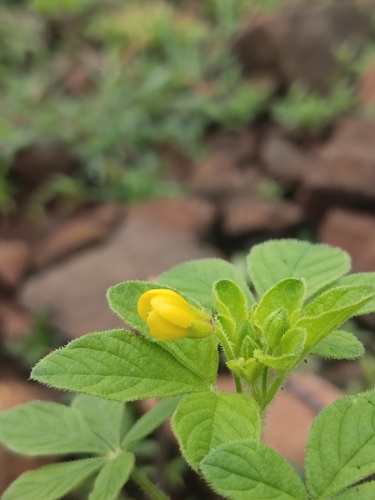 Asian Spiderflower