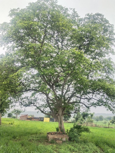 Indian Sumac
