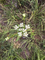 Bifora
