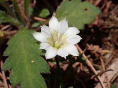 Gentiana flavomaculata
