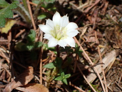 Gentiana flavomaculata