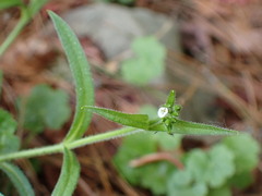 Cerastium subpilosum