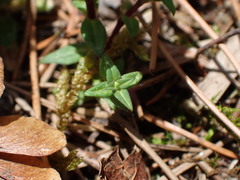 Cerastium subpilosum