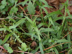 Cerastium subpilosum