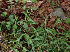 Cerastium subpilosum