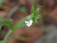 Cerastium subpilosum