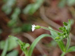 Cerastium subpilosum