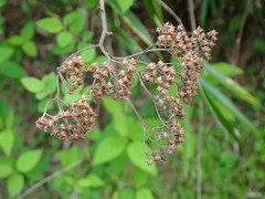 Spiraea formosana