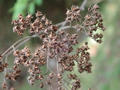 Spiraea formosana
