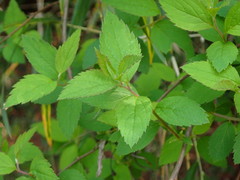 Spiraea formosana