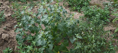 Upright Goosefoot