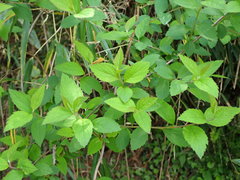 Spiraea formosana