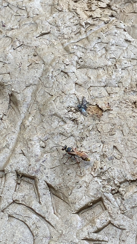 Asian Mud-dauber Wasp