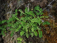Astragalus nokoensis