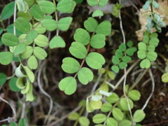 Astragalus nokoensis