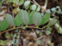 Astragalus nokoensis