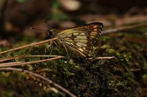 Thoressa submacula