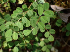 Astragalus nokoensis
