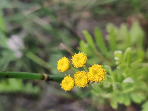 tansy
