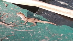 Anolis sagrei