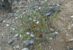 Cristaria integerrima