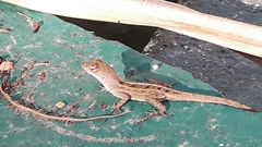 Anolis sagrei