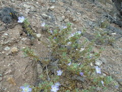 Cristaria integerrima