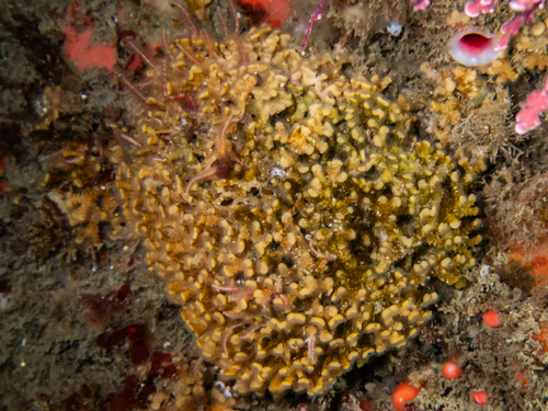 Diaperoecia observed 2026-08-04