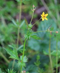 Geum urbanum