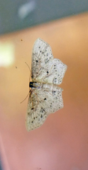 Scopula cacuminaria