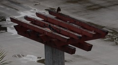 Acridotheres tristis