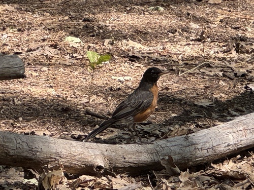 iNaturalist observation photo of American Robin