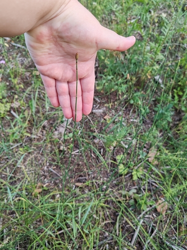 Branched Horsetail