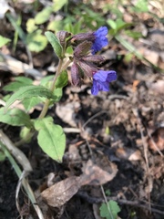 Pulmonaria obscura