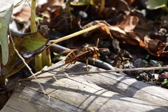 Vespa simillima xanthoptera