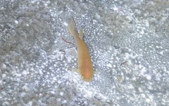 Anablepsoides hartii