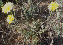 Malacothrix fendleri