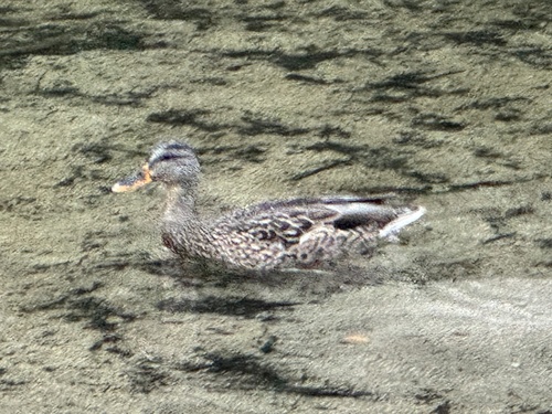 iNaturalist observation photo of Mallard