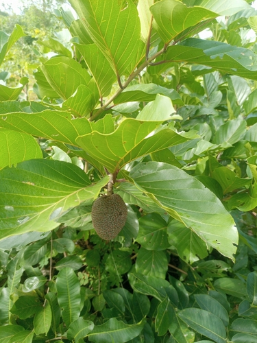 African peach