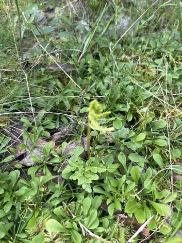 leathery grapefern