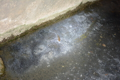 Anablepsoides hartii