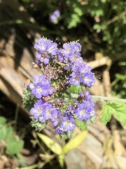 Phacelia congesta
