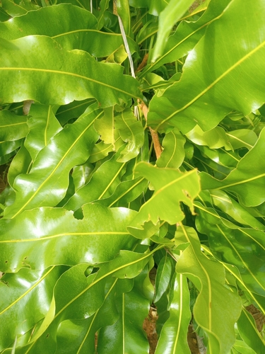 dwarf red ironwood