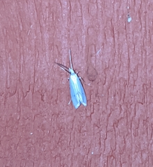 Eucalantica polita