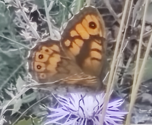 Wall Brown