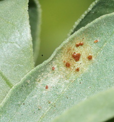 Uromyces viciae-fabae